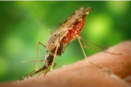 mosquito transmisor del paludismo o malaria
