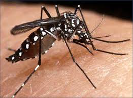 Imgenre con un mosquito transmisor del dengue