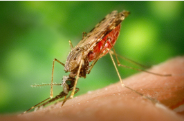 Paludismo o Malaria mosquito transmisor del paludismo o malaria